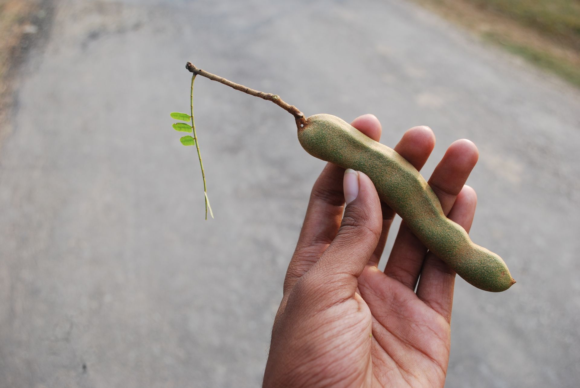 Tamarind in a food application