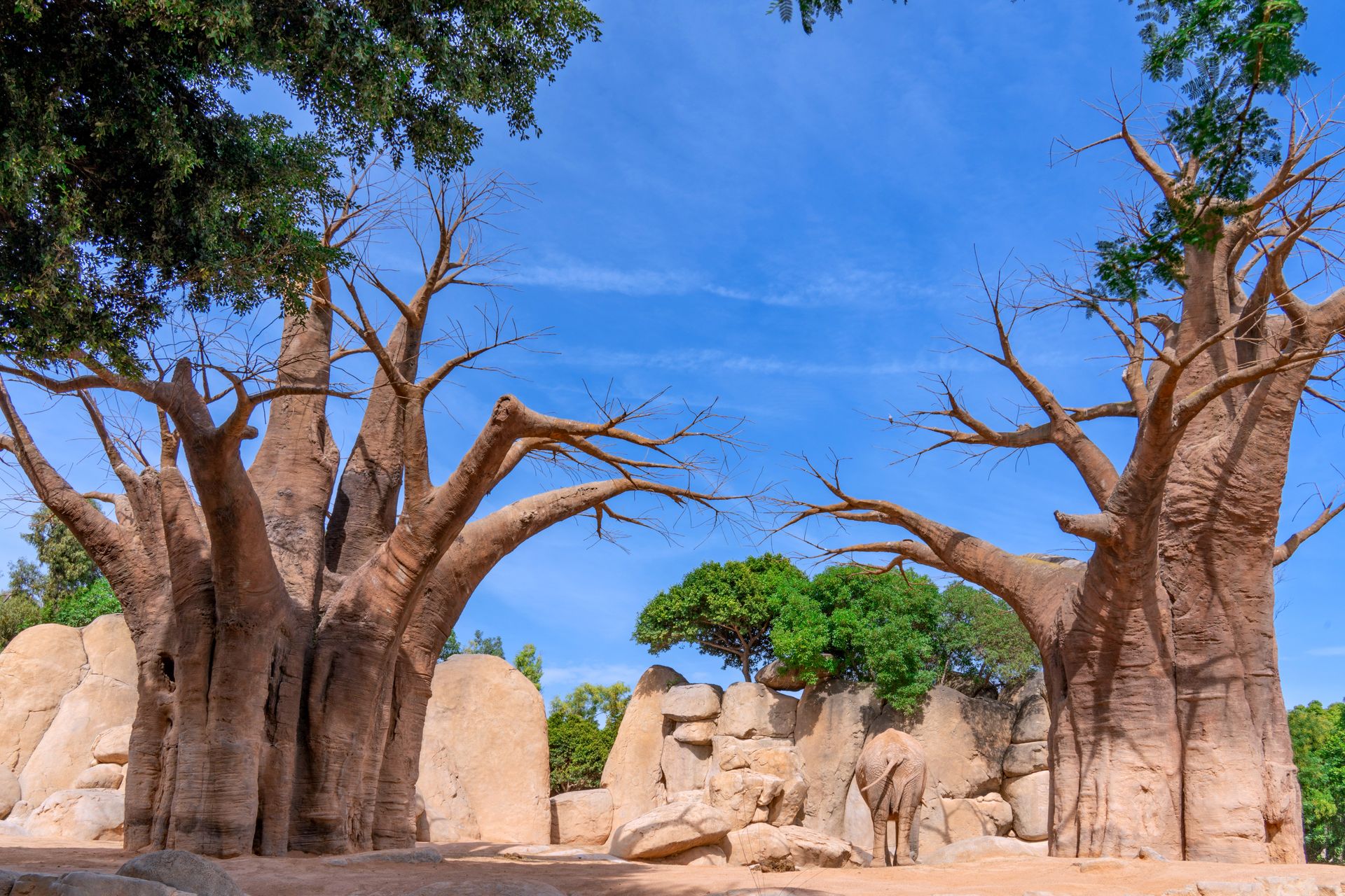 Baobab trees in the Kenyan dryland at golden hour
