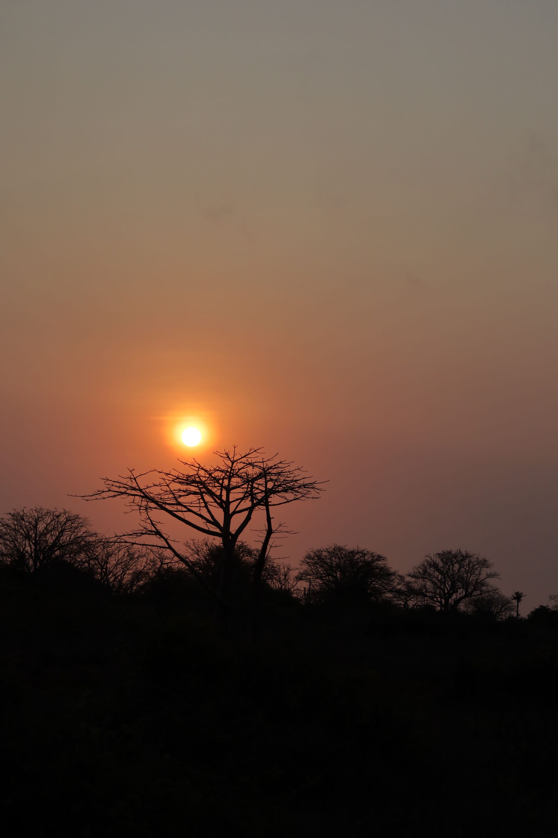 Baobab trees scattered across the Kenyan dryland